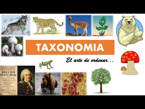 Taxonomía (clasificación de los seres vivos)