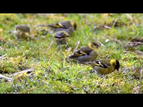 Aves de Chile | Cantos Zona Sur #18