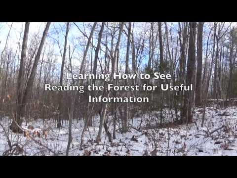 Learning how to See: Reading the Forest for Meaning