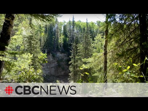 Canada’s boreal forest is transforming due to climate change
