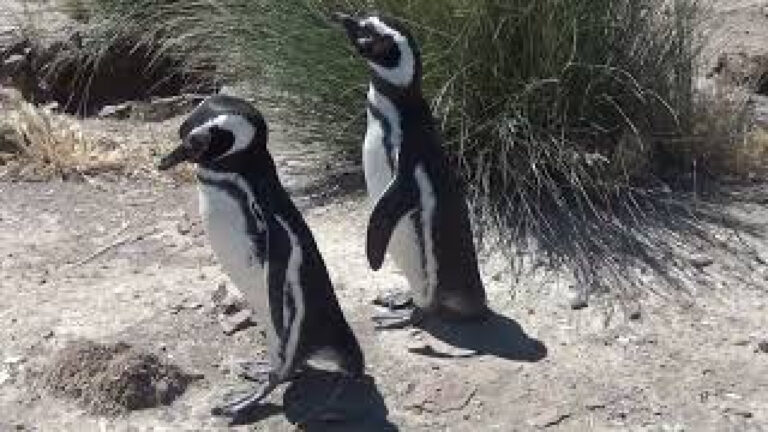 Argentina Patagonia Cabo Dos Bahias Natural Reserve-2
