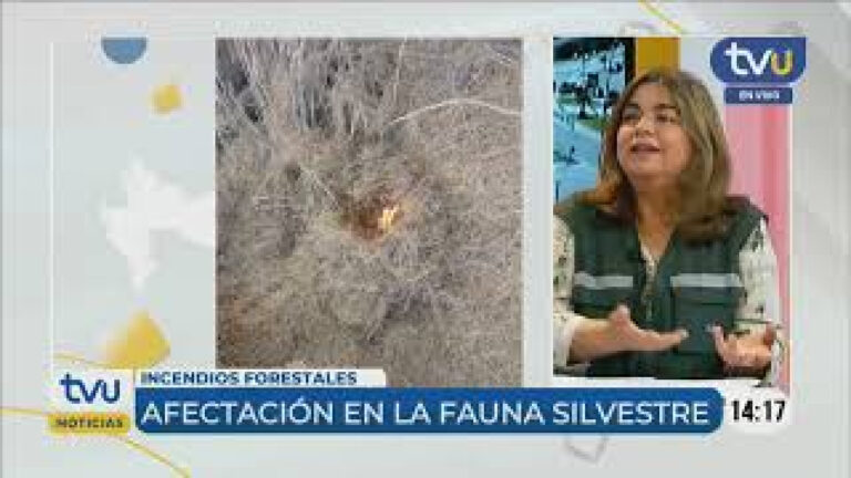 SAG entrega recomendaciones para cuidar la fauna silvestre en incendios forestales