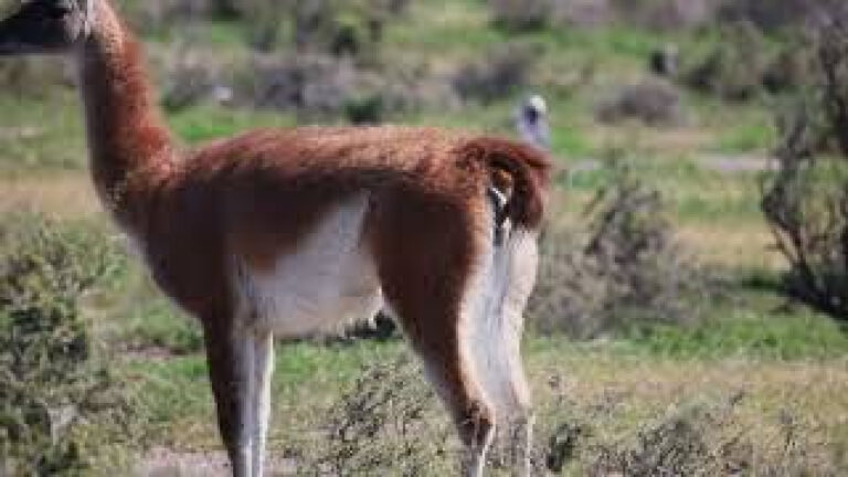 Guanacos – Patagônia Argentina