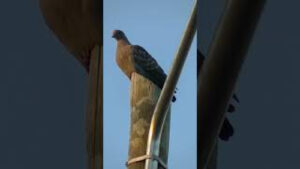 Las aves encontradas en alguna ciudad de la Patagonia