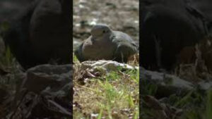 Aves en Río Negro,  Patagonia Argentina
