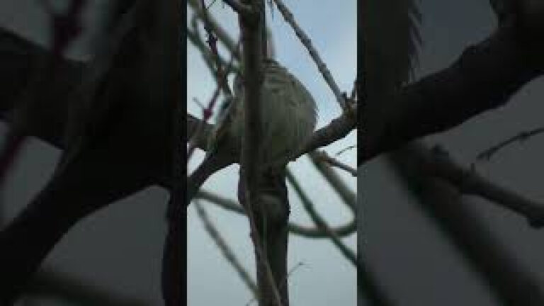 Algunas aves en la patagonia