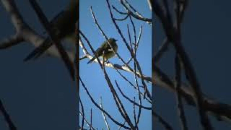 Hay unos lindo pajaros en la patagonia