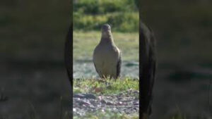 Las bonitas aves en la patagonia