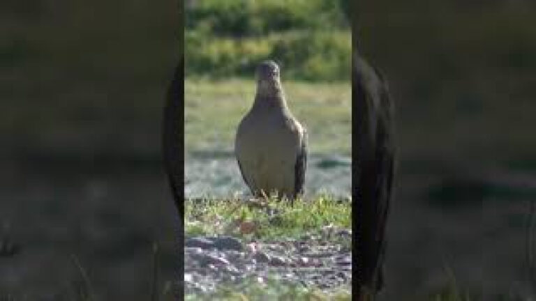 Las bonitas aves en la patagonia