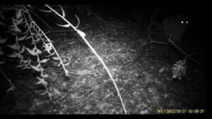 Compilación de Fauna Silvestre del Bio Bio con Cámara Trampa