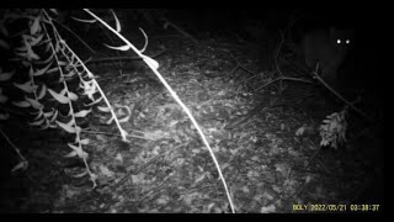Compilación de Fauna Silvestre del Bio Bio con Cámara Trampa