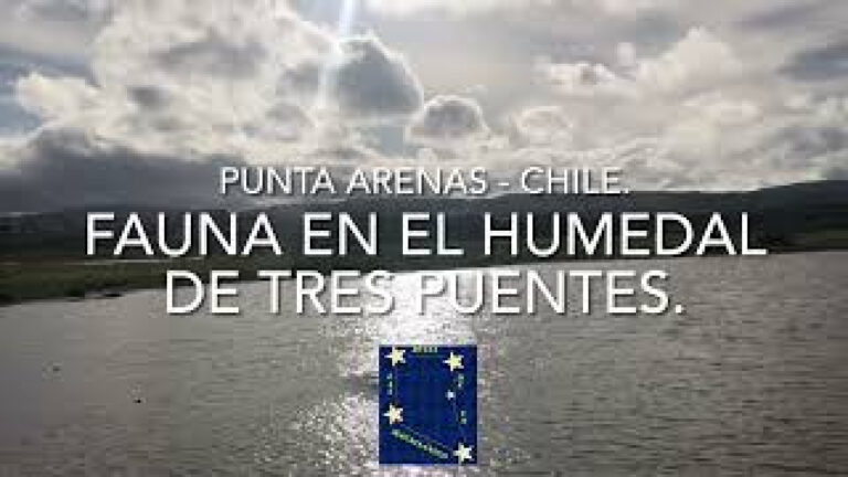 FAUNA EN EL HUMEDAL DE TRES PUENTES #chile #puntaarenas #birds #aves #animal #animales #animais