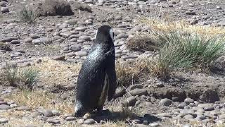 Argentina Patagonia Cabo Dos Bahias Natural Reserve -1