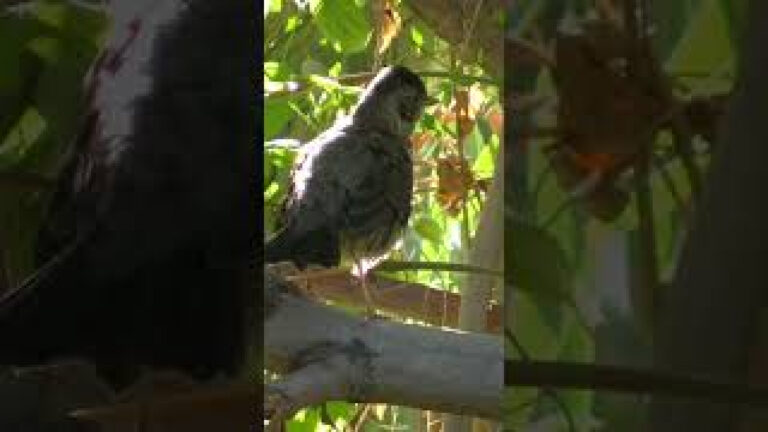 Hay muy lindas aves en la patagonia Argentina