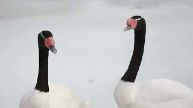 La patagonia. Aves asombrosas