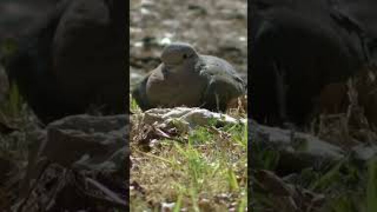 Aves en Río Negro,  Patagonia Argentina