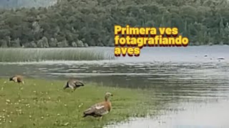 FOTOGRAFIA DE AVES EN EL RIO CHACHIN PATAGONIA ARGENTINA