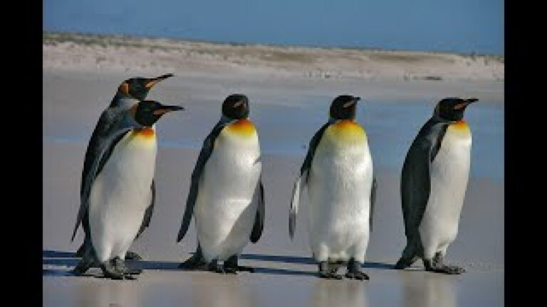 Naturaleza de la Patagonia