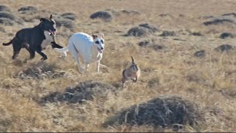 Nala y Panda. Carreras con mucho viento 🌬 en la Patagonia 🇨🇱