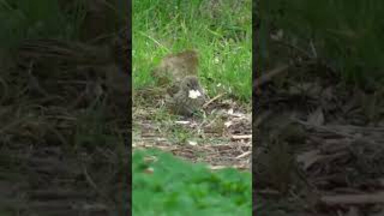 En la patagonia Argentina, estas lindas aves captadas en cámara