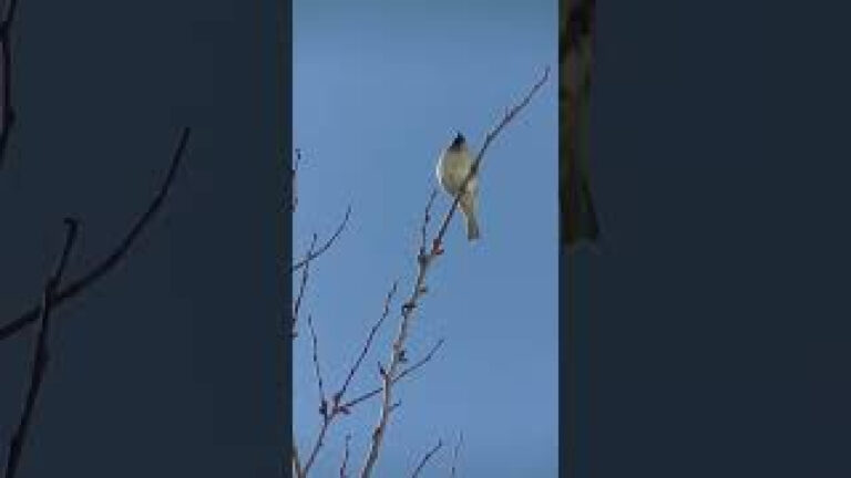 Lindas la aves por la patagonia